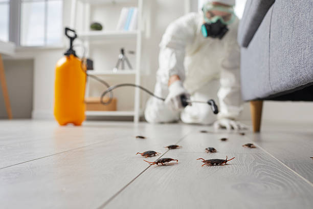 Commercial Rodent Management in Grants